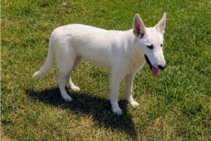 Nico - German Shepherd for sale