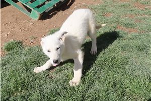 Neptune - German Shepherd for sale