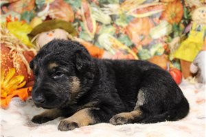 Ranita - German Shepherd for sale