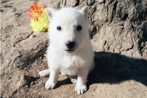 Maia - German Shepherd for sale