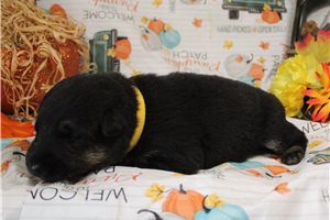 Lenin - puppy for sale