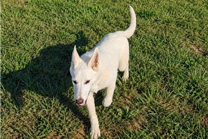 Maeve - German Shepherd for sale