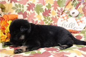 Lenin - German Shepherd for sale