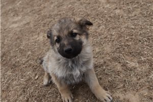 Cadence - puppy for sale