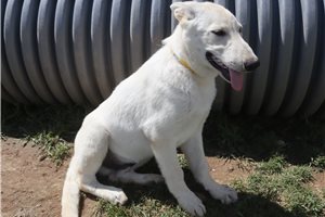 Neptune - German Shepherd for sale