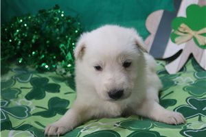 Nikki - German Shepherd for sale