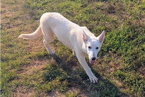 Mage - German Shepherd for sale