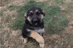 Anna - German Shepherd for sale