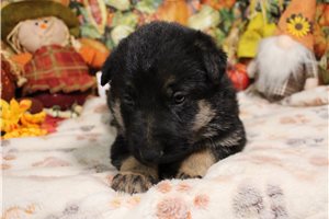 Lenin - German Shepherd for sale