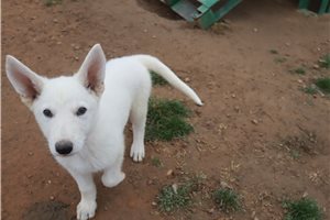 Nico - German Shepherd for sale