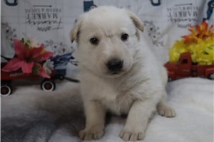 Carter - German Shepherd for sale