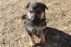 Foxy - German Shepherd for sale