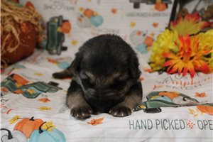 Lenny - puppy for sale