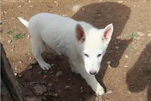 Malachi - German Shepherd for sale