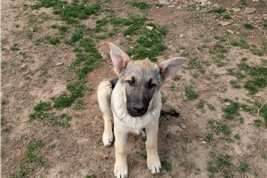 Camden - German Shepherd for sale