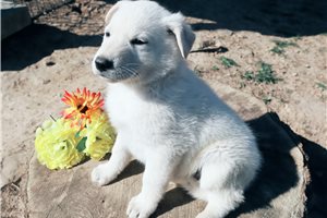 Nathan - German Shepherd for sale