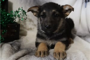Orchid - puppy for sale
