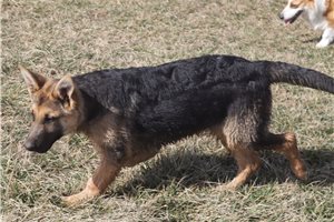 Caesar - German Shepherd for sale