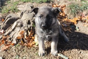 Arlo - puppy for sale