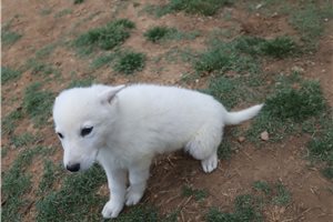 Magdalena - German Shepherd for sale