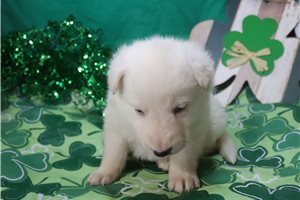 Newton - German Shepherd for sale