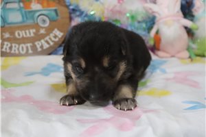 Caleb - German Shepherd for sale