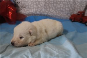 Makai - puppy for sale