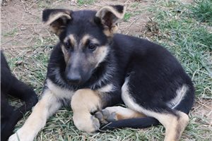Kaylee - puppy for sale