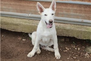 Nico - German Shepherd for sale