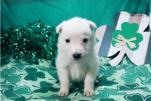 Malachi - German Shepherd for sale