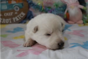 Charlotte - German Shepherd for sale