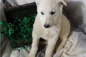 Courtney - puppy for sale