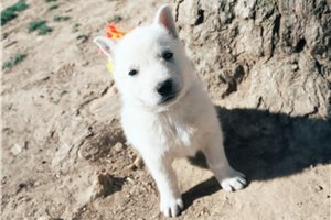 Malachi - German Shepherd for sale