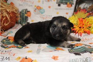 Layla - puppy for sale