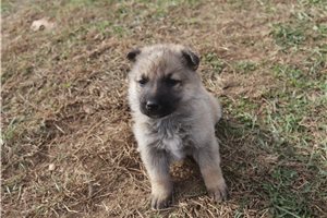 Cali - puppy for sale