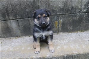 Caleb - German Shepherd for sale