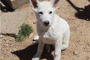 Malachi - German Shepherd for sale