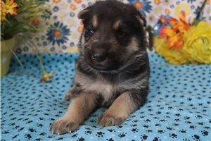 Caleb - German Shepherd for sale