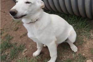 Norris - German Shepherd for sale