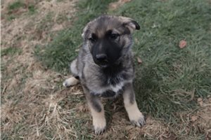 Amira - German Shepherd for sale