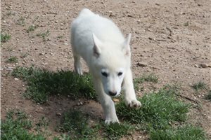 Magdalena - German Shepherd for sale