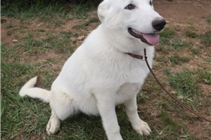 Mage - German Shepherd for sale