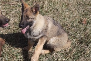 Cabo - German Shepherd for sale