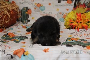 Lavender - puppy for sale