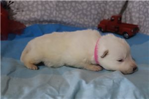 Mage - puppy for sale