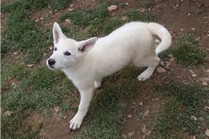 Magdalena - German Shepherd for sale