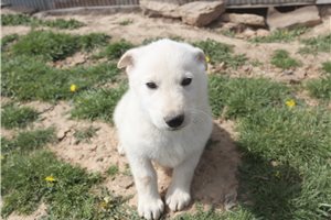 Nathan - German Shepherd for sale