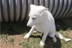 Mage - German Shepherd for sale