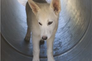 Mage - German Shepherd for sale