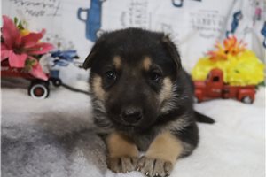 Caleb - German Shepherd for sale